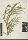 Foto von Salix acmophylla Boiss.